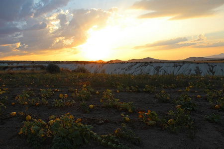 日落时, 黄色南瓜生长在地里。土耳其戈雷梅村附近的自然。卡帕多西亚农村景观