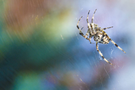 网络花园中的十字蜘蛛有用昆虫