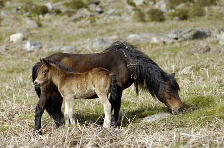 小马与白驹达特摩尔国家公园德文郡英格兰