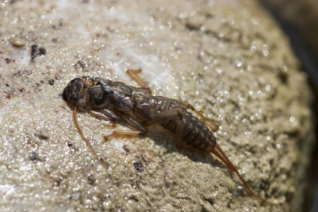 石蝇翅目幼虫的幼虫照片