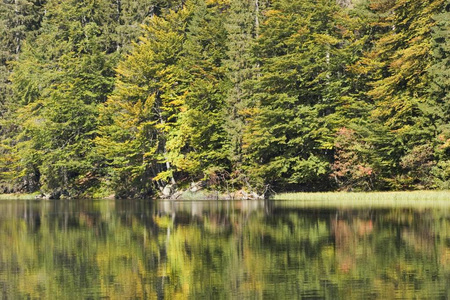 瑞秋湖国家公园巴伐利亚森林德国