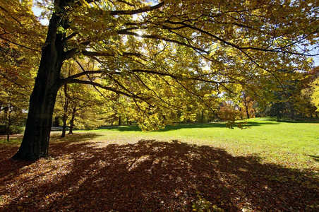 秋天有树的公园秋天的树叶木材和森林概念
