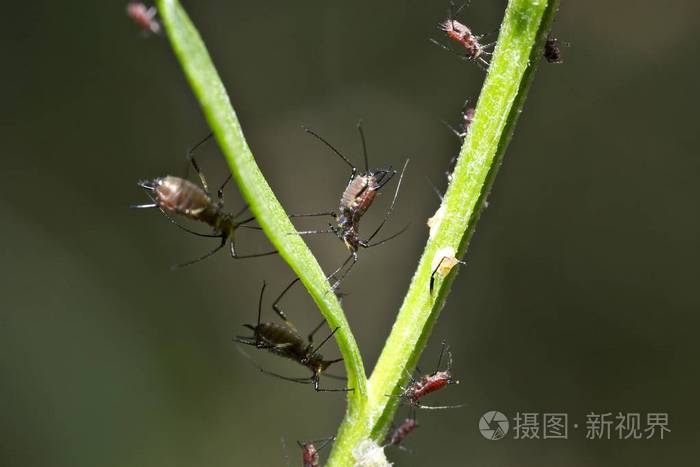 关闭植物中的蚜虫