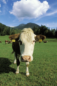 巴伐利亚牛绿色草地与山脉