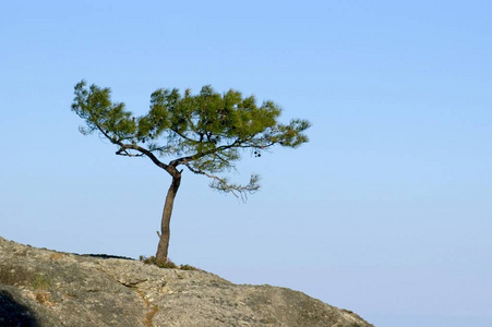 松树生长在天空前的岩石上