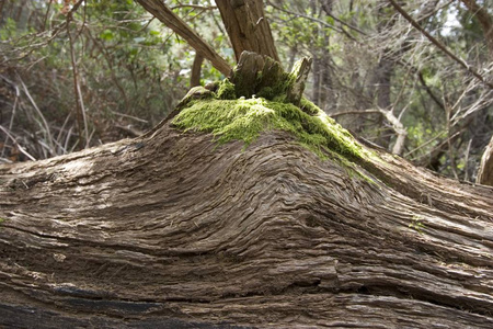 国家公园加拉霍纳伊拉戈梅拉加那里群岛的旧树干