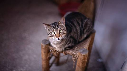 街猫坐在小椅子上