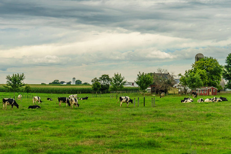 阿米什国家农场谷仓农田农业和放牧奶牛在兰开斯特, Pa