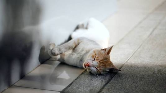 漂亮的手-疲惫的男人和猫打盹儿从落下采用指已提到的人日本人脚暖和