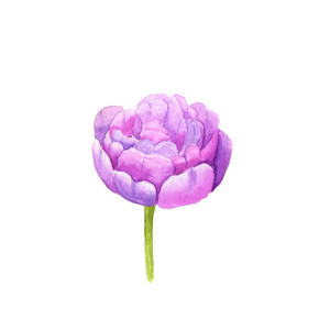 白色背景粉红色郁金香花的水彩插图素描