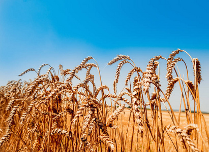 丰收西红柿图片