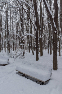 保加利亚索非亚市南部公园积雪覆盖树木的冬季景观