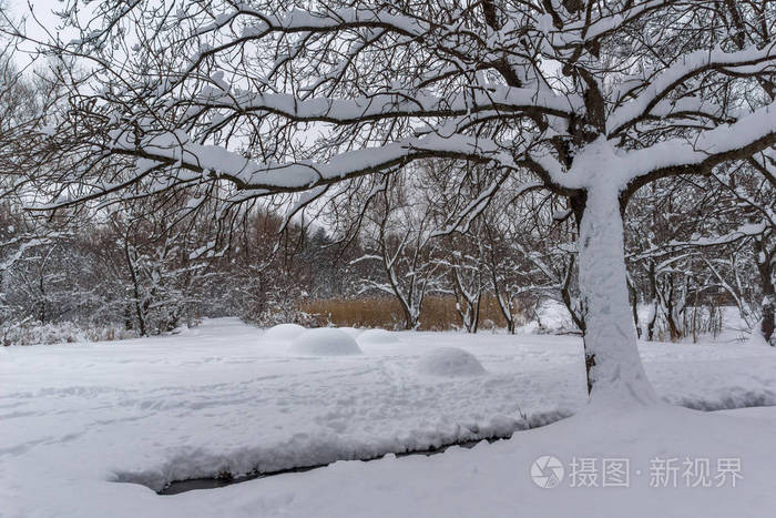 保加利亚索非亚市南部公园积雪覆盖树木的冬季景观