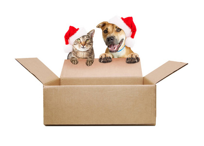 猫和狗戴着圣诞帽挂在空船箱上