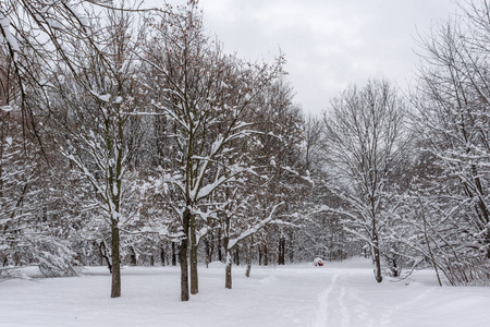 保加利亚索非亚市南部公园积雪覆盖树木的冬季景观