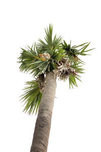 棕榈椰子树在低角度射击, 隔绝白色背景