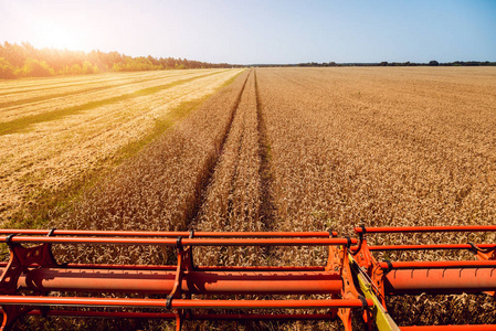 联合收割机在麦田上的作用。 从田野收集成熟作物的过程。