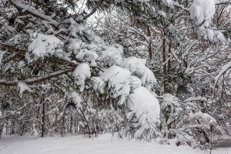 保加利亚索非亚市南部公园积雪覆盖树木的冬季景观