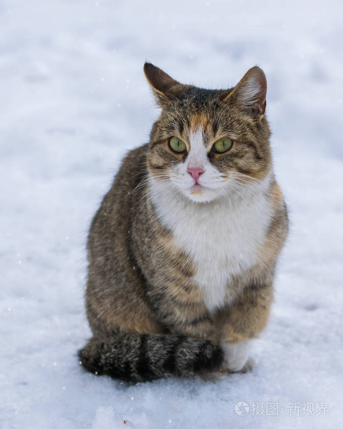 冬天户外雪地里的猫