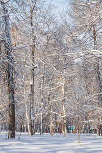 公园里雪中的树