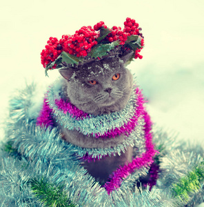 一只蓝色的英国短毛猫的肖像，戴着圣诞花环，缠在五颜六色的圣诞礼物上。 猫在雪地里散步