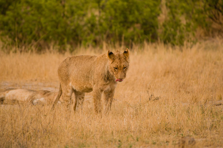 南非津巴布韦大草原的狮子群