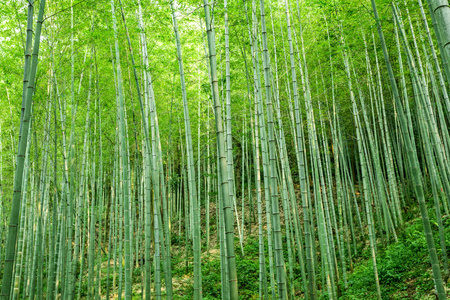 竹林竹林热带竹林后面的磨砂玻璃与背光.绿色植物装饰场地,背景.