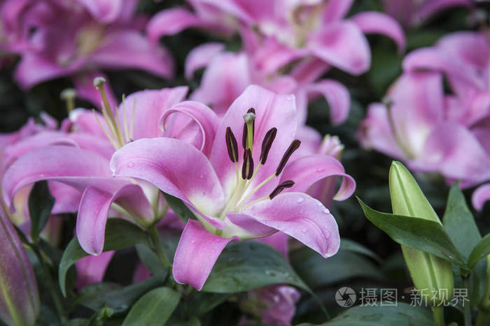 紫色百合花花园百合花紫色