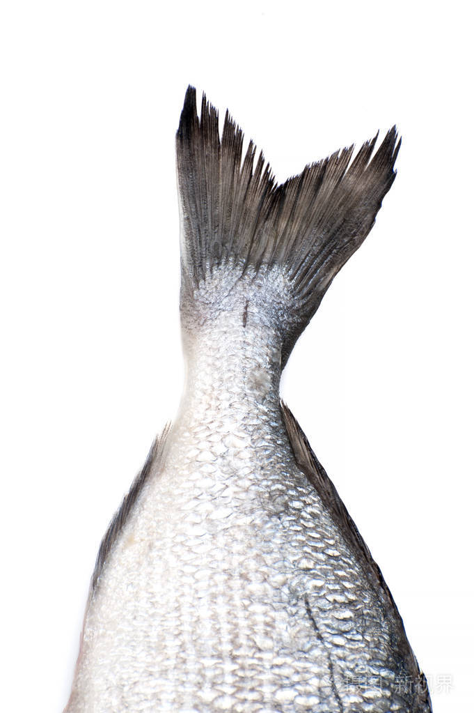 一个原始的鱼尾巴特写在白色背景孤立
