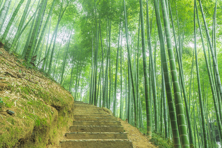 雨竹林图片