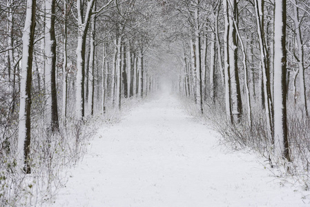 森林车道雪 Langbroek