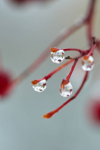 雨点落在山灰的树枝上。水滴或液滴是一小列液体完全或几乎完全被自由表面包围。