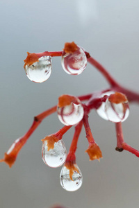 雨点落在山灰的树枝上。水滴或液滴是一小列液体完全或几乎完全被自由表面包围。