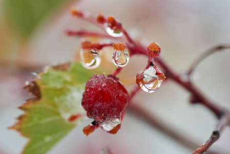 雨点落在山灰的树枝上。水滴或液滴是一小列液体完全或几乎完全被自由表面包围。