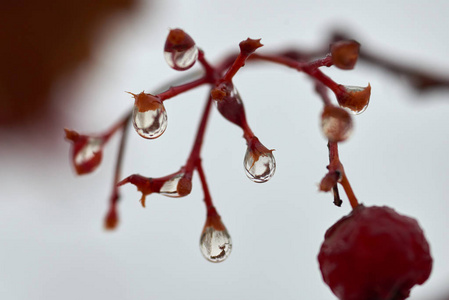 雨点落在山灰的树枝上。水滴或液滴是一小列液体完全或几乎完全被自由表面包围。