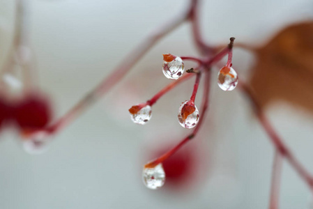 雨点落在山灰的树枝上。水滴或液滴是一小列液体完全或几乎完全被自由表面包围。