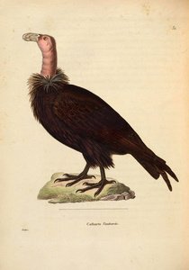 oiseaux 1850