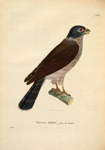 oiseaux 1850