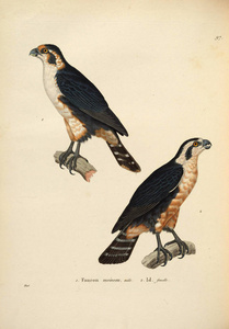 oiseaux 1850