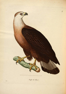 oiseaux 1850