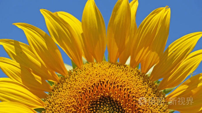 在照片中有一部分向日葵. 向日葵花瓣对抗蓝天.照片-正版商用图片10iz
