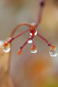 雨点落在山灰的树枝上。水滴或液滴是一小列液体完全或几乎完全被自由表面包围。