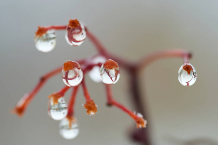 雨点落在山灰的树枝上。水滴或液滴是一小列液体完全或几乎完全被自由表面包围。