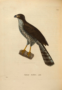 oiseaux 1850