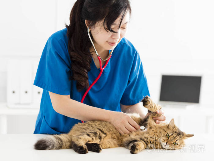 女兽医检查一只小猫照片 正版商用图片10izrb 摄图新视界 女兽医检查一只小猫照片 正版商用图片10izrb 摄图新视界