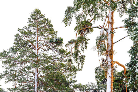 美丽的白雪覆盖的树木，野生动物，冬季奇迹树