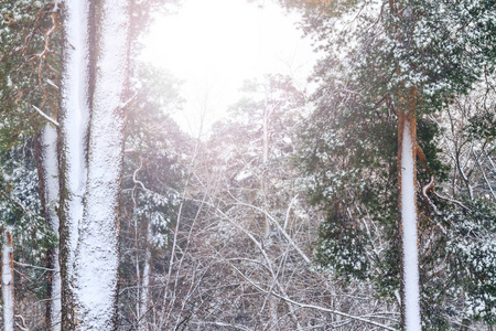 冬日的白雪覆盖的森林，阳光明媚的热点，野生动物，冬季的奇迹