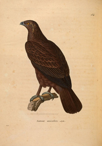 oiseaux 1850