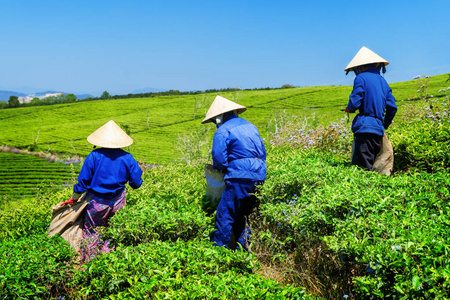 传统帽子采摘鲜亮茶叶的工人