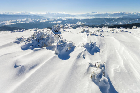 雪覆盖冬天山弯曲的小松树。北极的 l